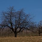 Zwischen Winter und Frühling