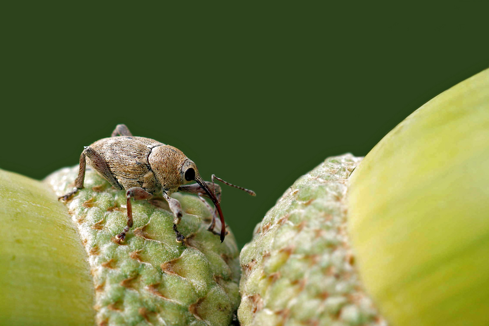 Zwischen zwei Hüten...