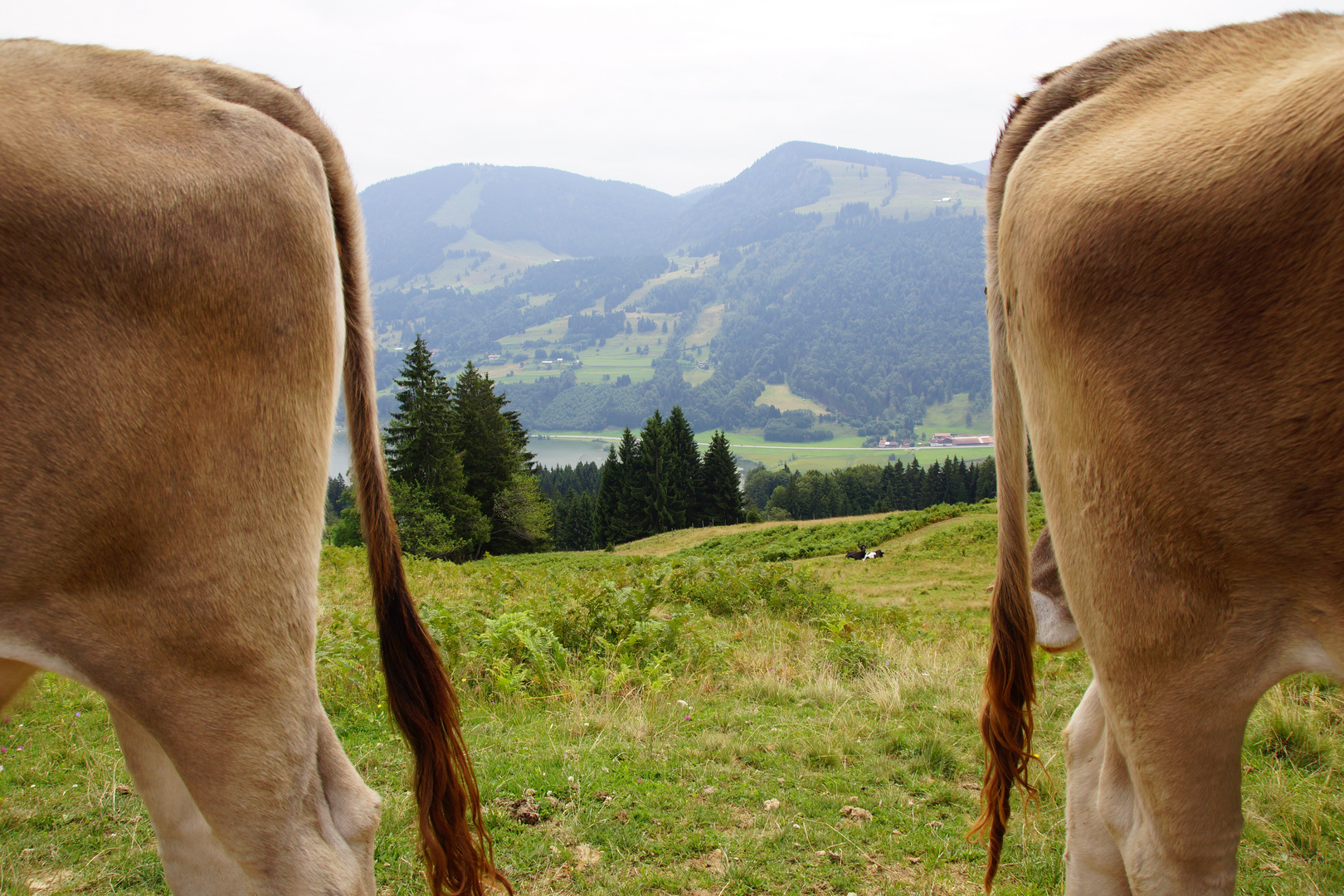 Zwischen zwei Kühen