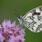 Zwischen zwei Regengüssen: Schachbrettfalter auf frischem Oregano