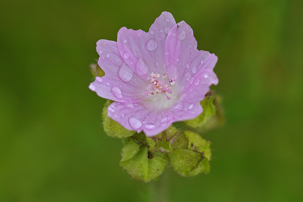 Zwischen zwei Regengüssen: (Wilde) Malvenblüte