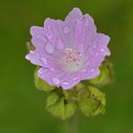 Zwischen zwei Regengüssen: (Wilde) Malvenblüte