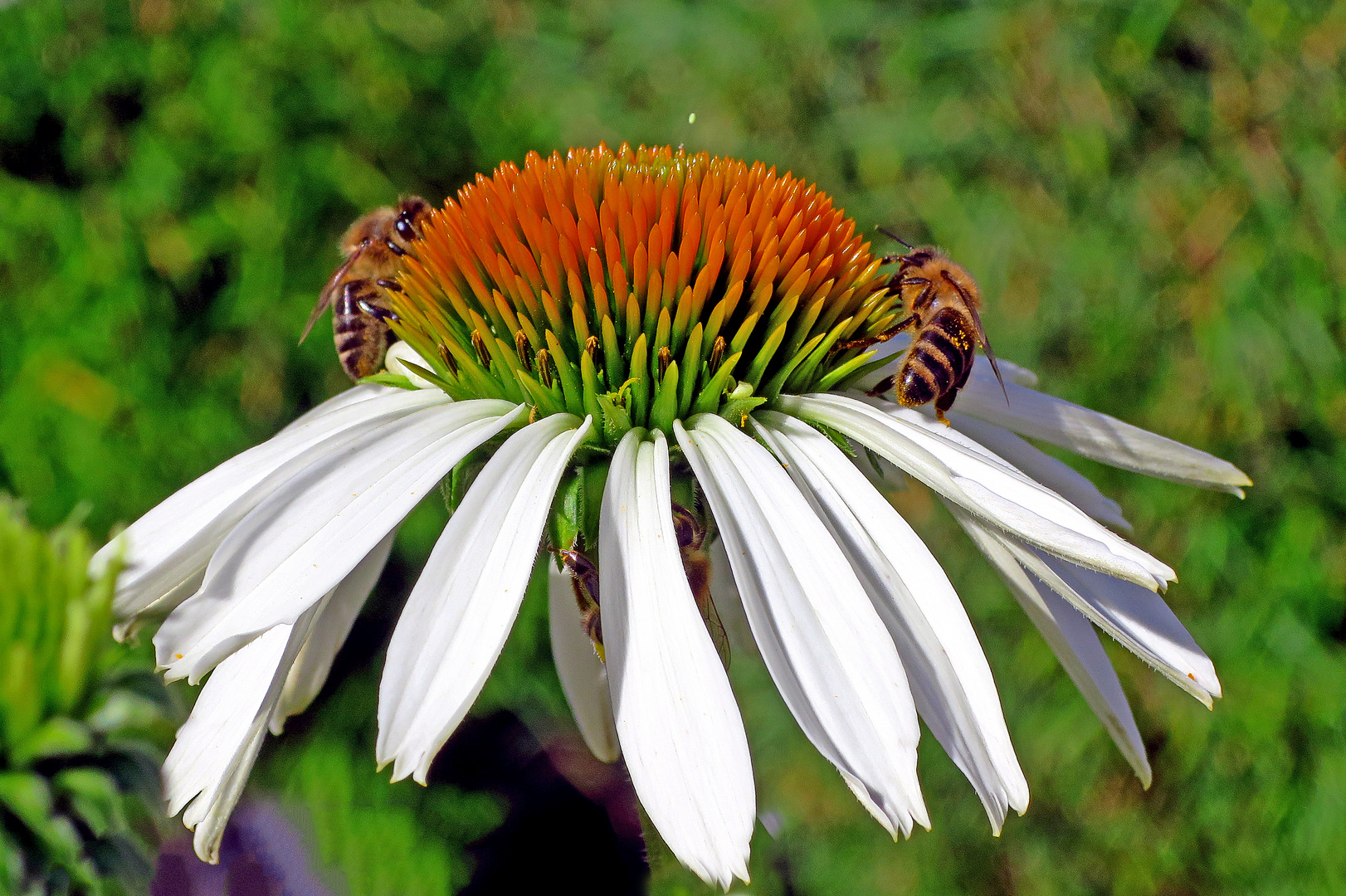 Zwischendurch ein Blumenkurzgruß von mir