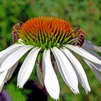 Zwischendurch ein Blumenkurzgruß von mir