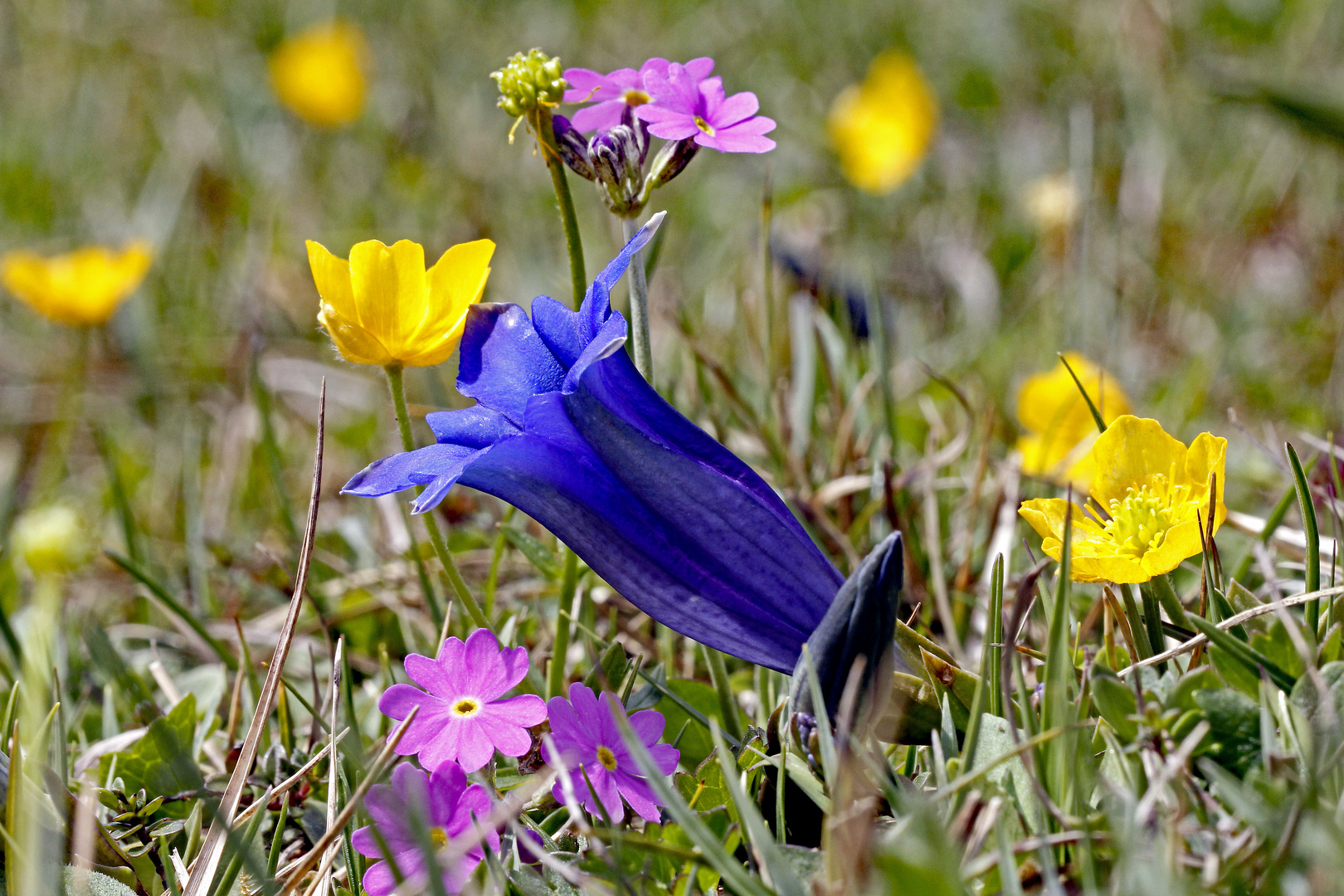 Zwischendurch ein blumiger Lichtblick ...