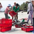 Zwischendurch gesehen: Fischmarkt auf vietnamesich