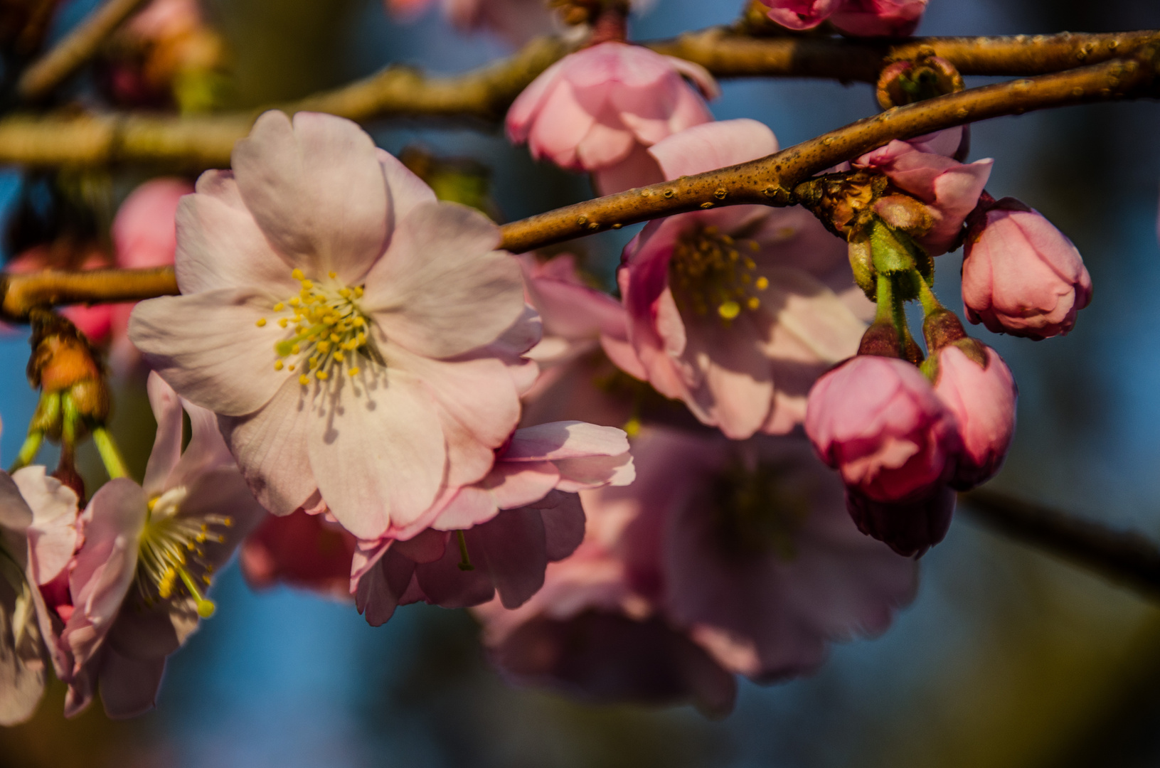 zwischendurch mal ein Blümchen