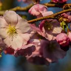 zwischendurch mal ein Blümchen