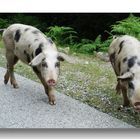 Zwischendurch mal "SCHWEINE" - reien