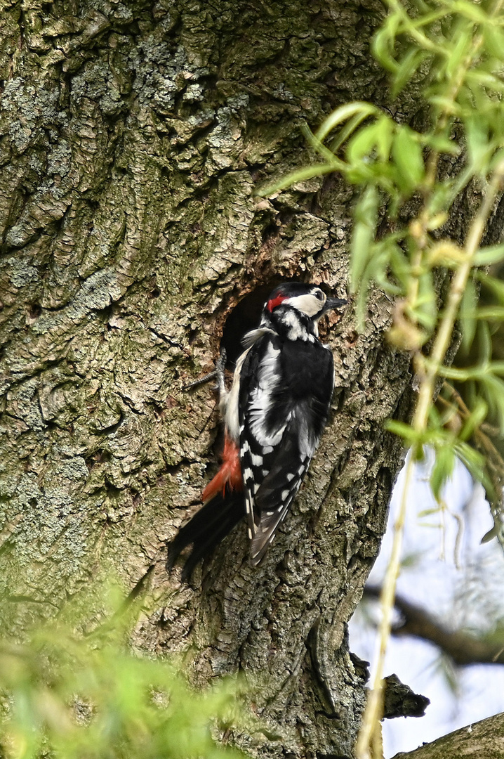 Zwischendurch muss auch ein männlicher Buntspecht (Dendrocopos major) mal innehalten und ... 