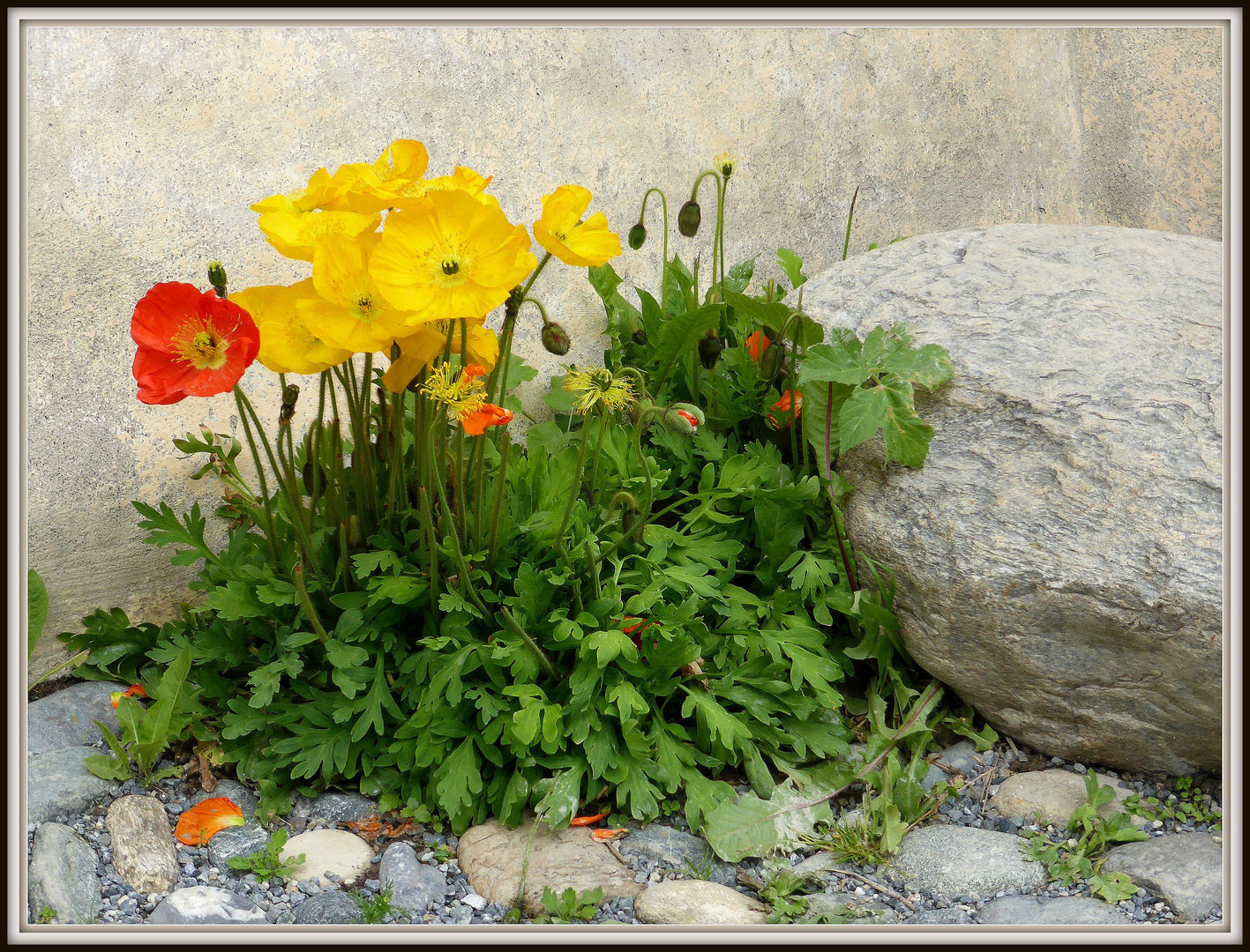 Zwischendurch wieder Mohn