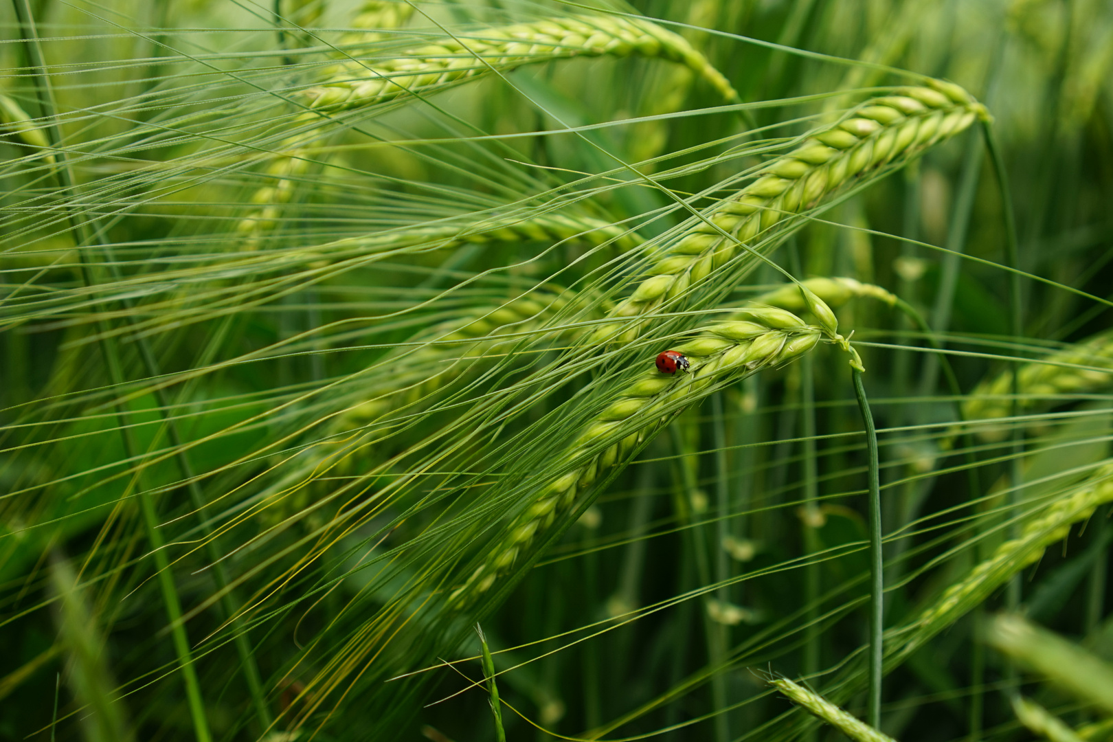 Zwischengelandet