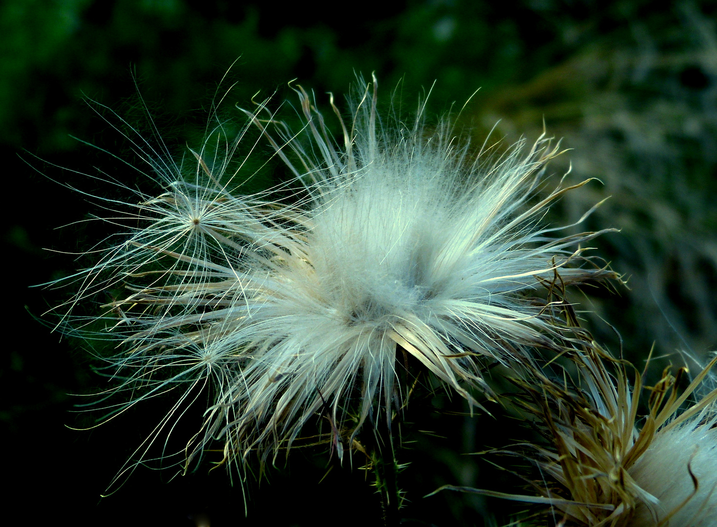 Zwischengelandet auf einer Distel...