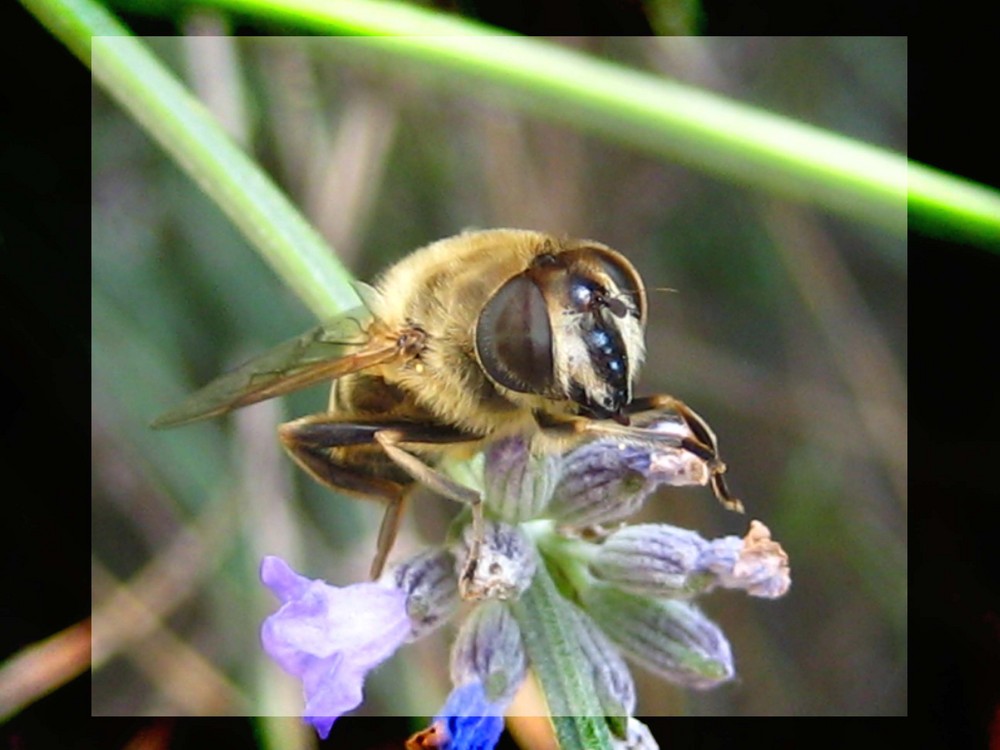 Zwischenlandung auf'm Lavendel