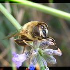 Zwischenlandung auf'm Lavendel