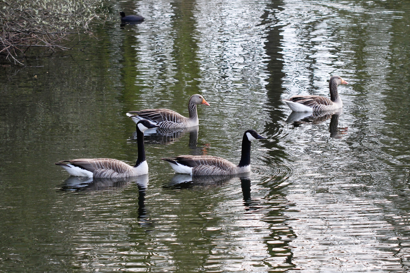 Zwischenlandung der Gänse -  Gemeinsam unterwegs