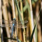 Zwischenlandung einer blaugrünen Mosaikjugfer (Aeshna cyanea)