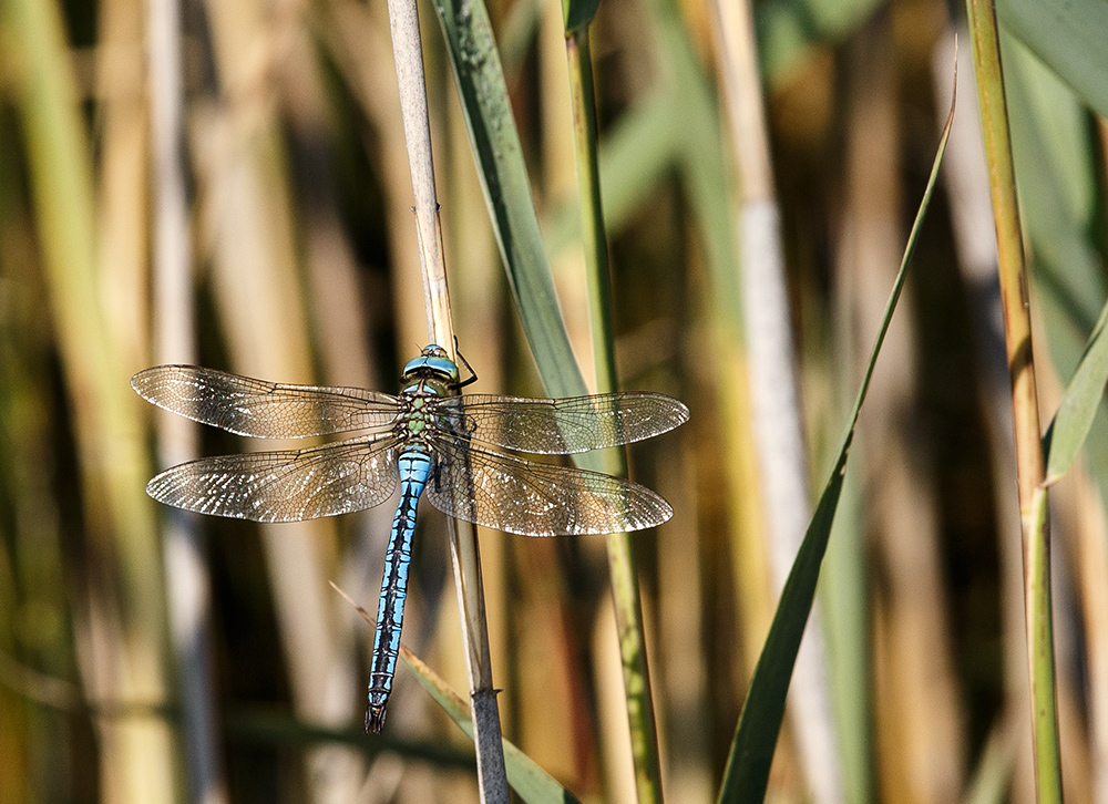 Zwischenlandung einer blaugrünen Mosaikjugfer (Aeshna cyanea)