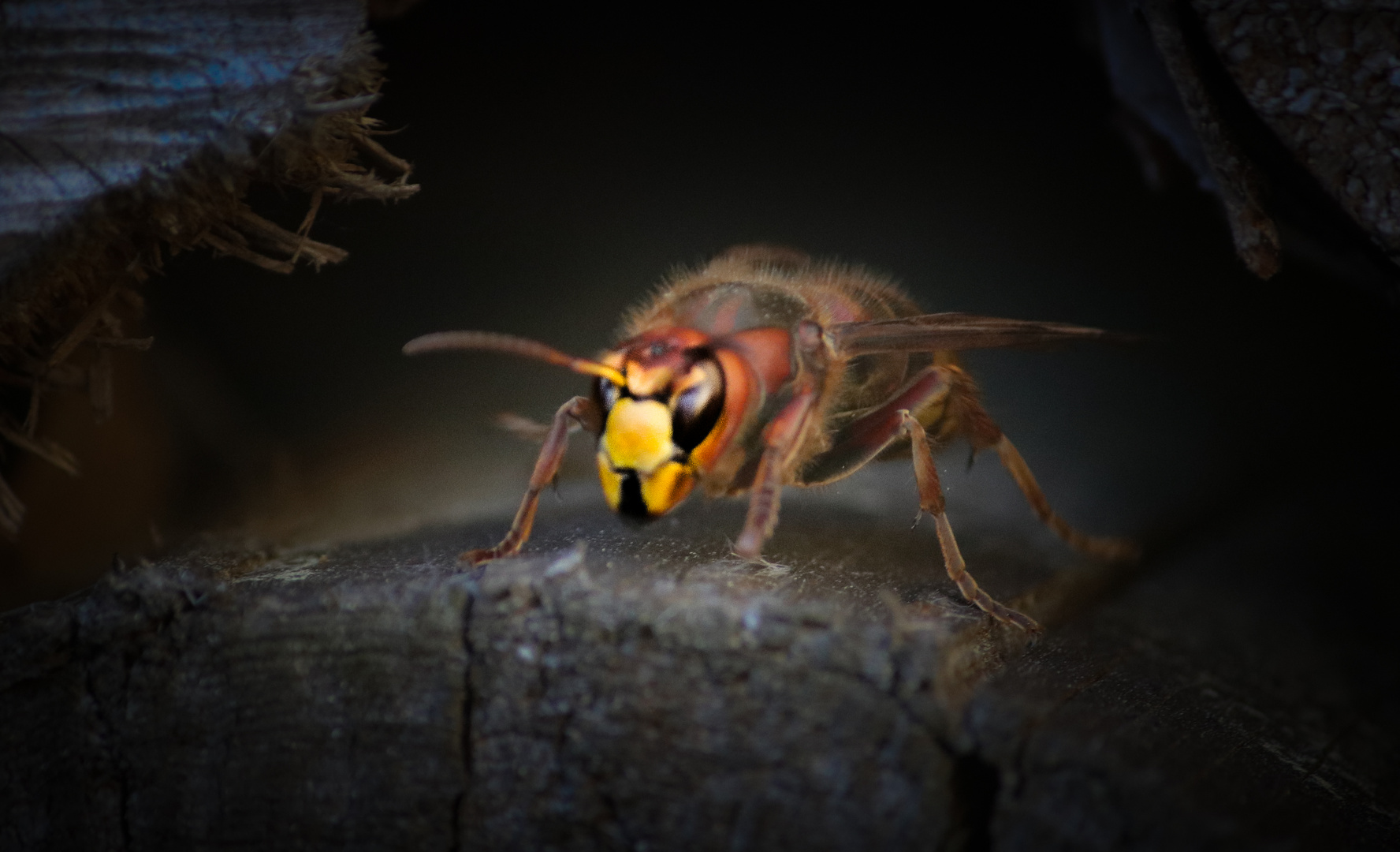 Zwischenlandung Insektenhotel