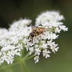 Zwischenlandung: Schwebfliege auf Schafgarbe