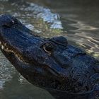 Zwischenmahlzeit Im Loro Parque