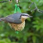 Zwischenmahlzeit im Vorbeiflug