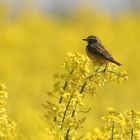 Zwischenrast im Gelben Meer