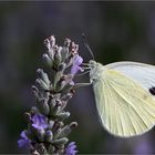 Zwischenstop am Lavendel ...