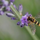 Zwischenstop am Lavendel