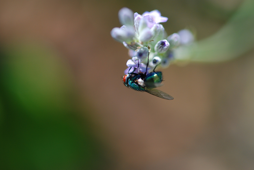 Zwischenstopp auf Blume