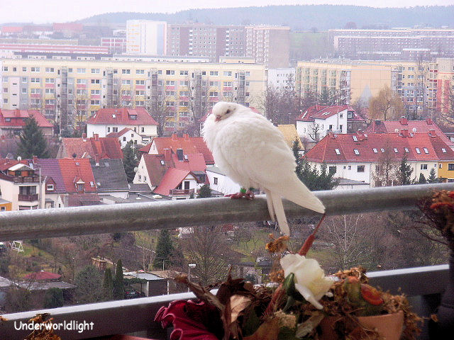 Zwischenstopp auf meinem Balkon