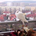 Zwischenstopp auf meinem Balkon