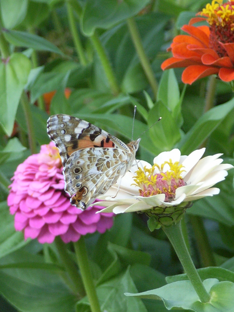 Zwischenstopp Blümchen