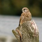 Zwischenstopp der Turmfälkin auf dem Weidepfosten  .....