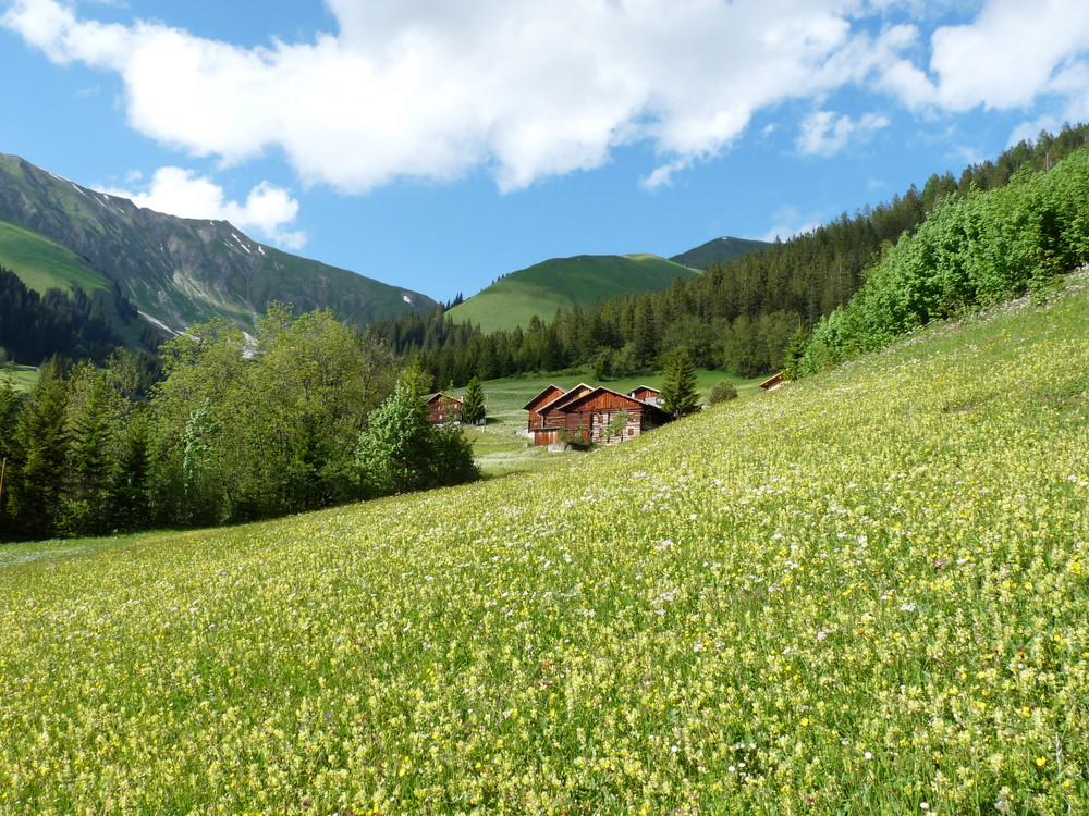 Zwislar,Tirol