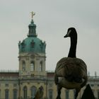 Zwitscherei im Schlosspark