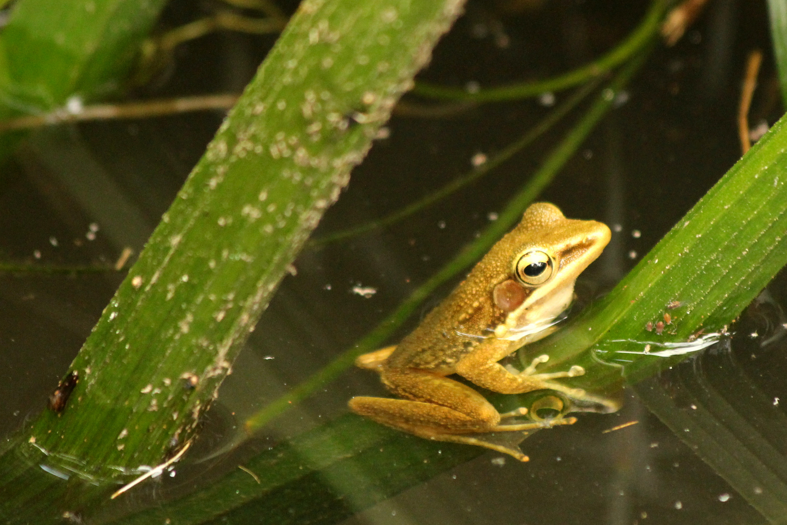 Zwitscherfrosch