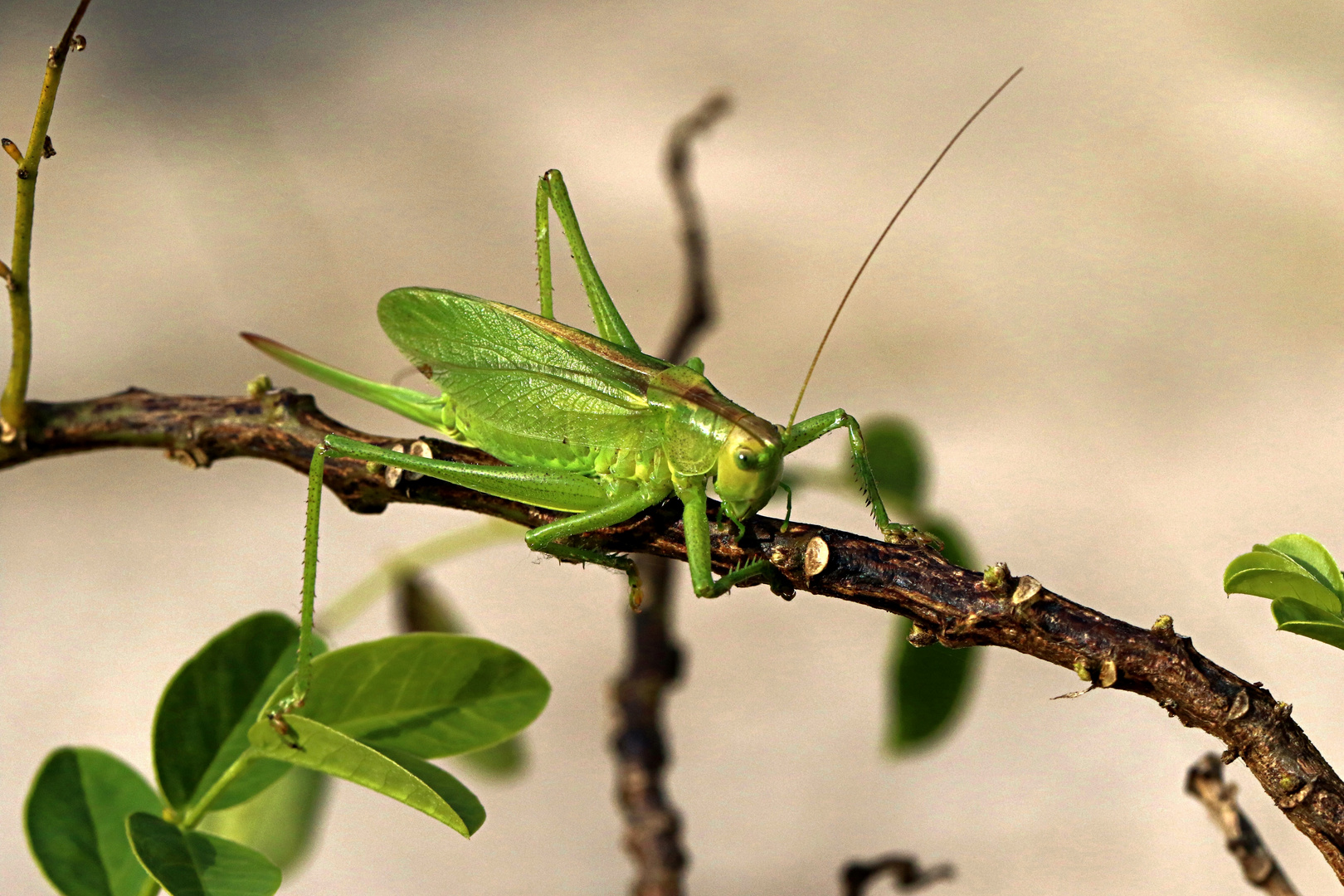 Zwitscherheupferd (2) ...