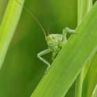  Zwitscherheupferd (Tettigonia cantans) 