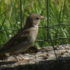 Zwitschernder Vogel