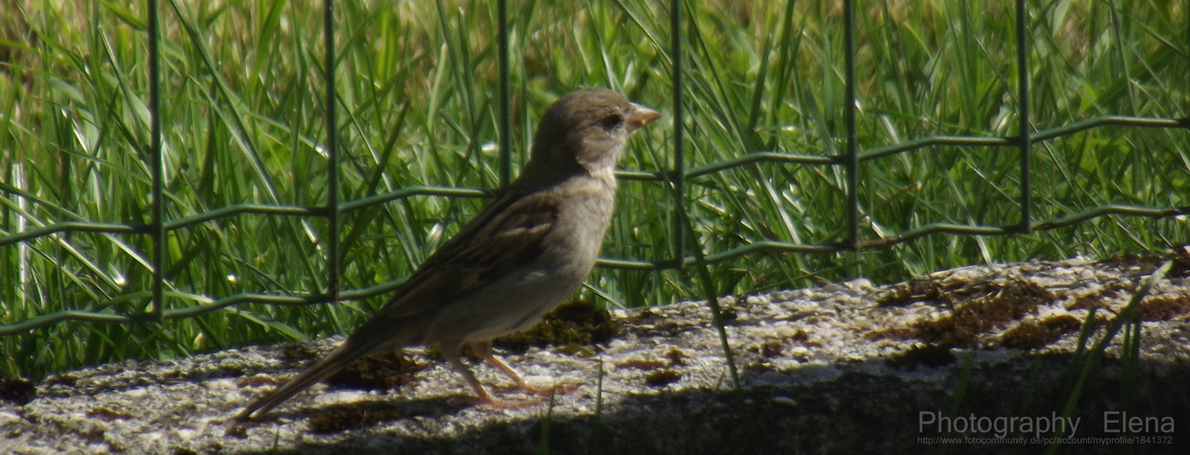 Zwitschernder Vogel