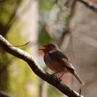 zwitscherndes Rotkehlchen