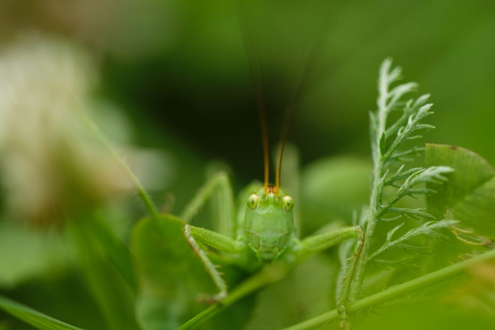 Zwitscherschrecke (Tettigonia cantans)