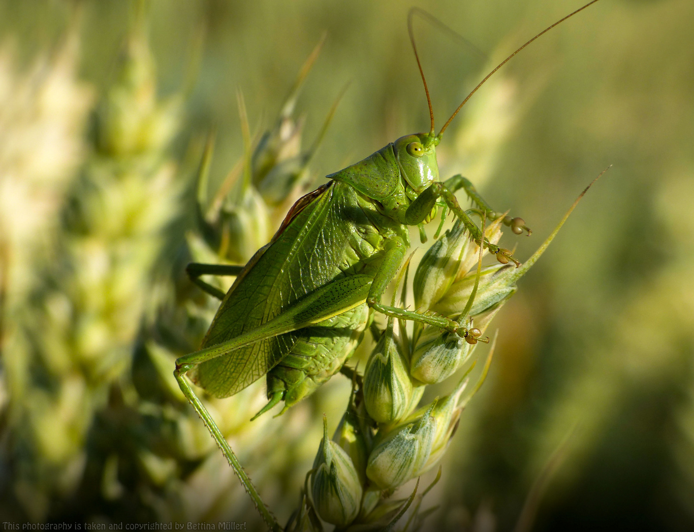 Zwitscherschrecke (Tettigonia cantans)