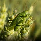 Zwitscherschrecke (Tettigonia cantans)