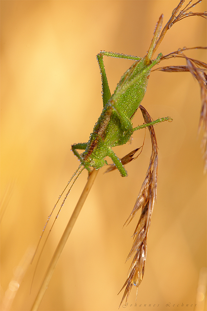 Zwitscherschrecke (Tettigonia cantans) - Reload