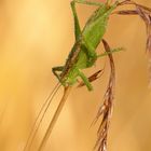 Zwitscherschrecke (Tettigonia cantans) - Reload