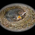 Zwo Young Blackbirds :.: Zwei Amseln im Nest
