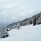 ...Zwoa Brettln, a gführiger Schnee, juchhee