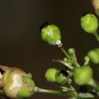 Zwölf Eier des Braunwurz-Mönchs (Cucullia scrophulariae) auf einem Foto!